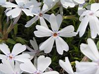 Phlox subulata subsp Nivalis (fam Polemoniacees) (Am. du nord) (4) (Photo F. Mrugala)